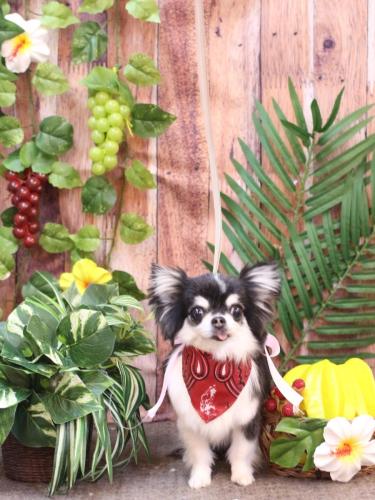 20230827てんちゃん